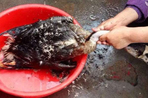 大鹅怎么杀，杀之前灌点白酒