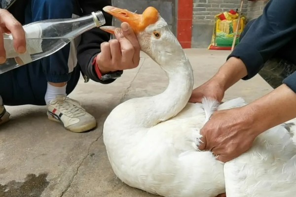 大鹅怎么杀，杀之前灌点白酒