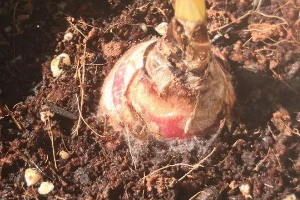 曼珠沙华的养殖方法，喜欢湿润的生长环境