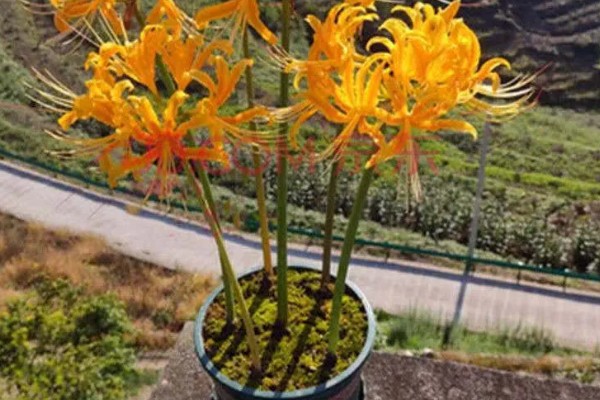 曼珠沙华的养殖方法，喜欢湿润的生长环境