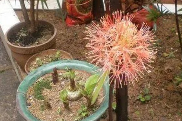 曼珠沙华的养殖方法，喜欢湿润的生长环境