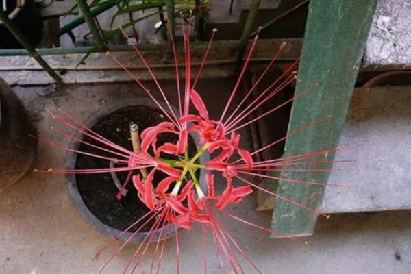 曼珠沙华的养殖方法，喜欢湿润的生长环境