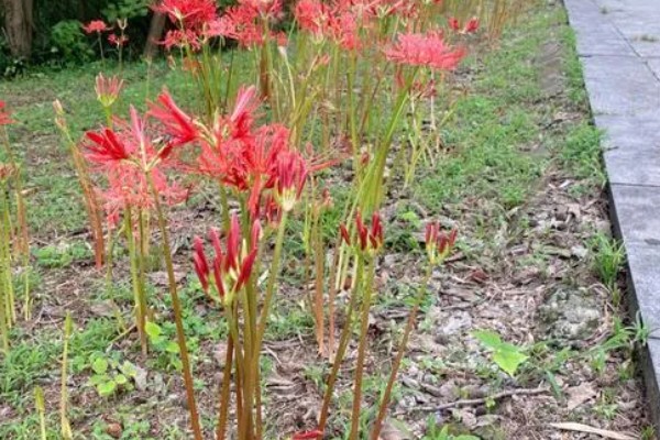 曼珠沙华的养殖方法，喜欢湿润的生长环境
