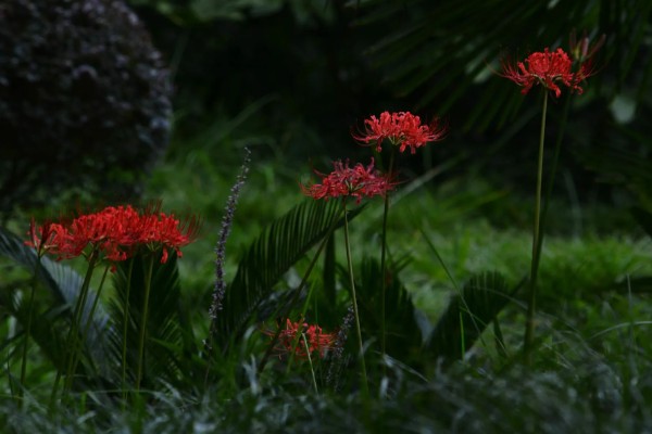 曼珠沙华的养殖方法，喜欢湿润的生长环境