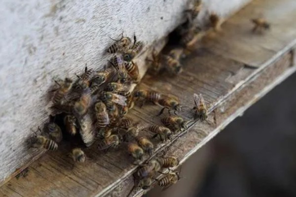 王台封盖后多少天会自然分蜂，封盖后6-7天会自然分蜂