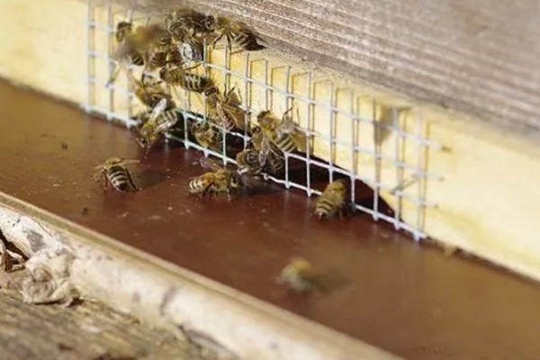 王台封盖后多少天会自然分蜂，封盖后6-7天会自然分蜂