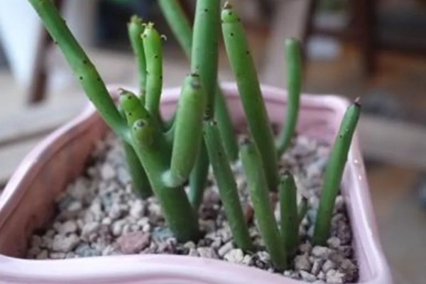 碧光环的扦插方法，建议在春秋季节进行