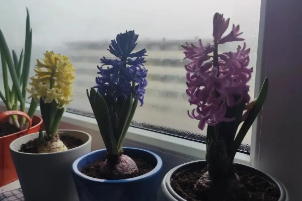 风信子花谢了怎么办,水培时经过修剪消毒后可重新养殖球茎