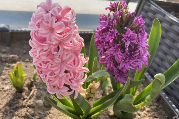 风信子花谢了怎么办,水培时经过修剪消毒后可重新养殖球茎