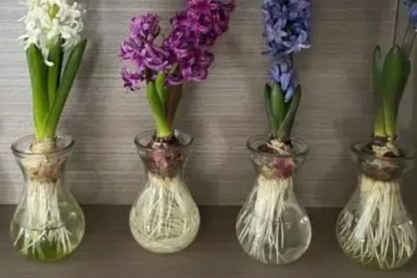 风信子花谢了怎么办,水培时经过修剪消毒后可重新养殖球茎