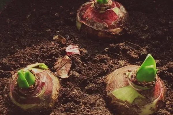 风信子花谢了怎么办,水培时经过修剪消毒后可重新养殖球茎