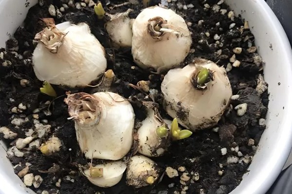 风信子花谢了怎么办,水培时经过修剪消毒后可重新养殖球茎