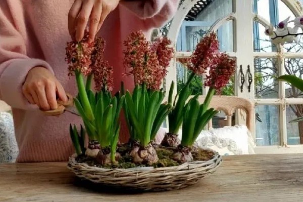 风信子花谢了怎么办,水培时经过修剪消毒后可重新养殖球茎