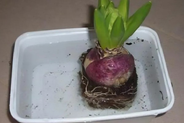 风信子花谢了怎么办,水培时经过修剪消毒后可重新养殖球茎