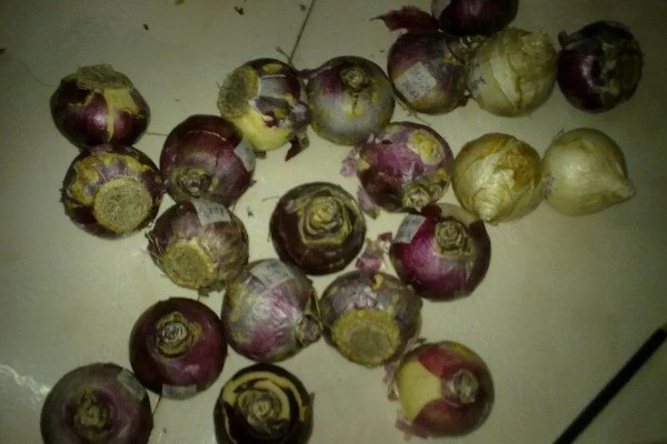 风信子花谢了怎么办,水培时经过修剪消毒后可重新养殖球茎