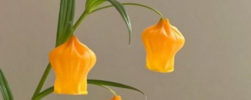 风铃花家庭养殖的好处，可美化环境、净化空气等