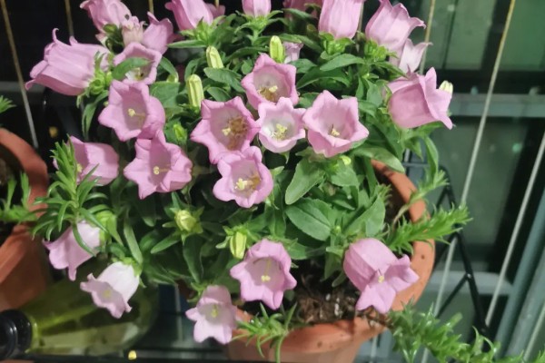 风铃花家庭养殖的好处,可美化环境、净化空气等