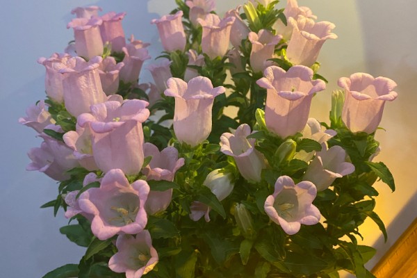 风铃花家庭养殖的好处,可美化环境、净化空气等