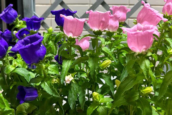 风铃花家庭养殖的好处,可美化环境、净化空气等