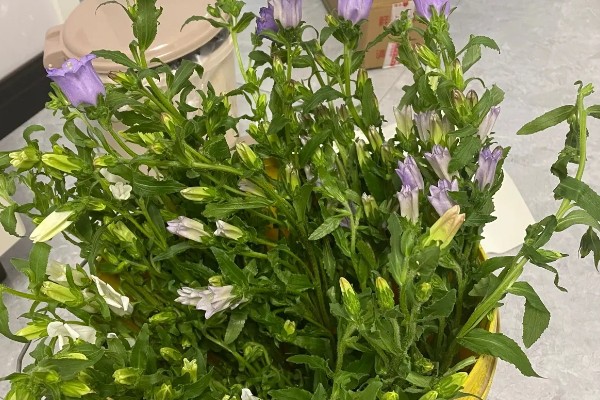 风铃花家庭养殖的好处,可美化环境、净化空气等