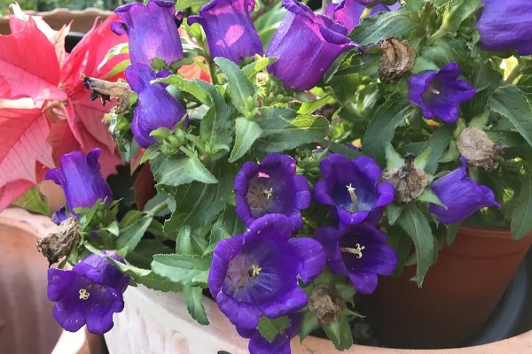 风铃花家庭养殖的好处,可美化环境、净化空气等