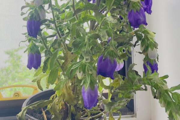 风铃花家庭养殖的好处,可美化环境、净化空气等