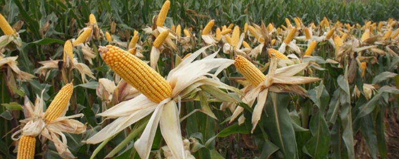 8611K玉米种子特征特性，种植密度不宜过大