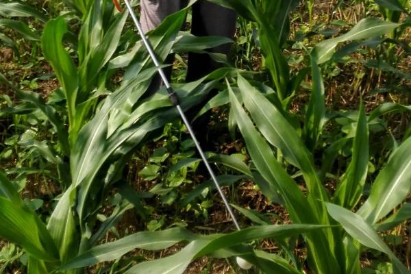 Z8686玉米品种简介，种植密度不宜过大