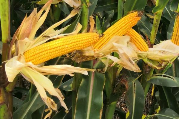 国丰988玉米种子特征特性，在适应区4月30日左右播种