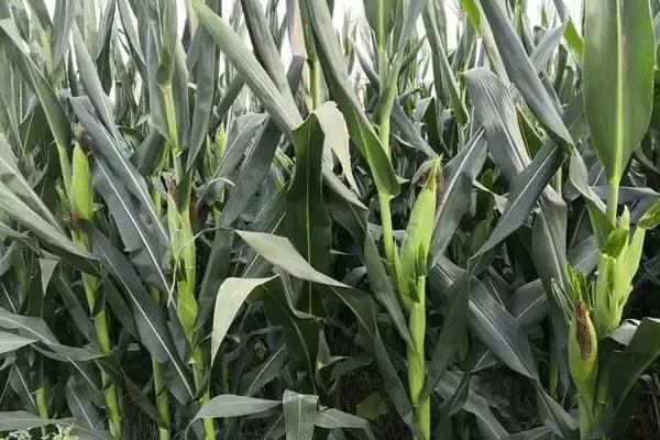 东农2000玉米种子介绍，普通玉米品种