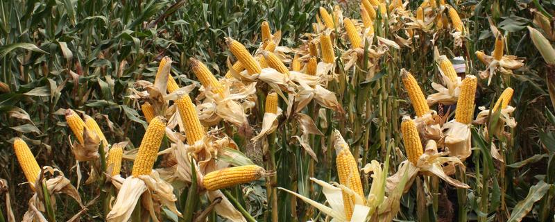 东农2008玉米种子特征特性，在适应区5月1日左右播种
