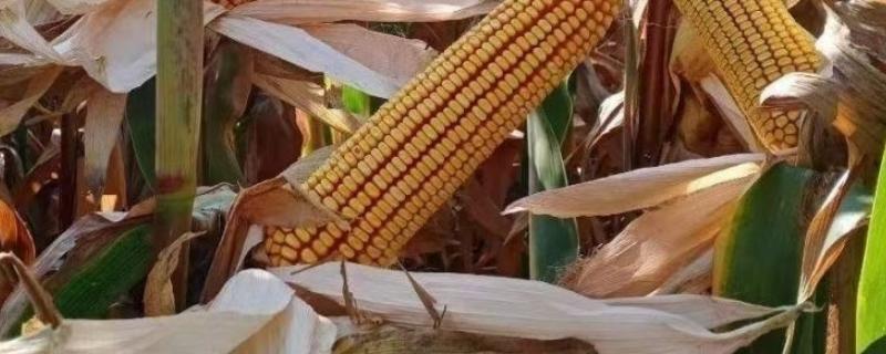 国丰988玉米种子特征特性，在适应区4月30日左右播种