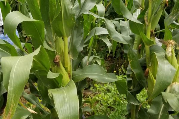 晟科玉2228玉米种子特点，在适应区4月30日左右播种