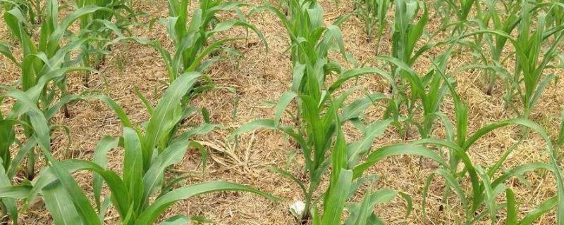 Z8686玉米品种简介，种植密度不宜过大