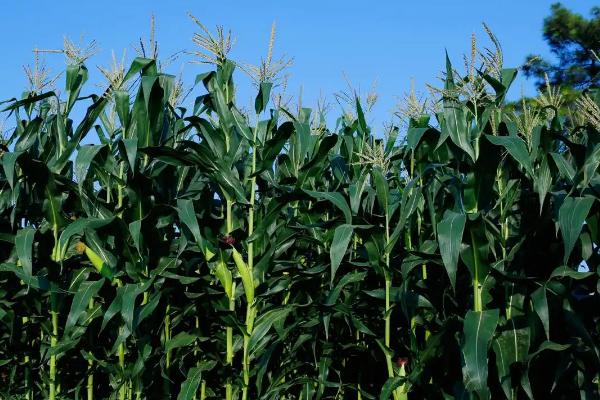 辽玉101玉米种子简介，该品种幼苗期第一叶鞘紫色