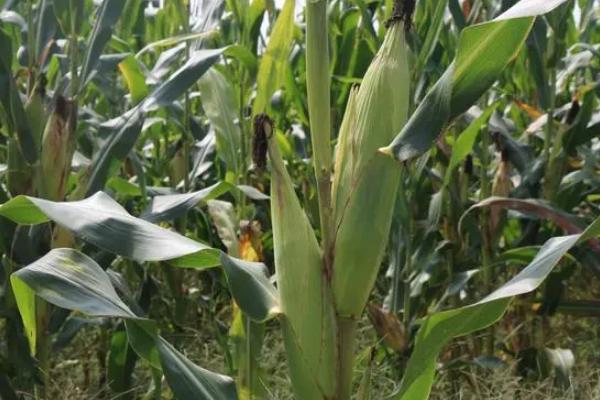 QF537玉米品种的特性，选择中等以上肥力地块