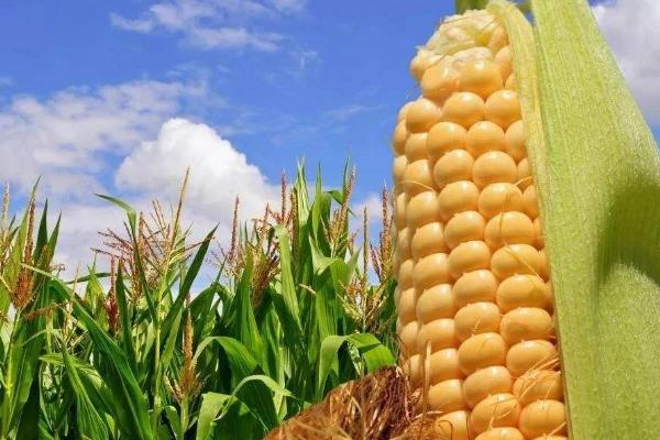 哈糯2027玉米品种简介，选择中等以上肥力地块种植
