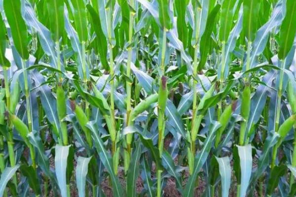 A380玉米品种的特性，选择中等以上肥力地块