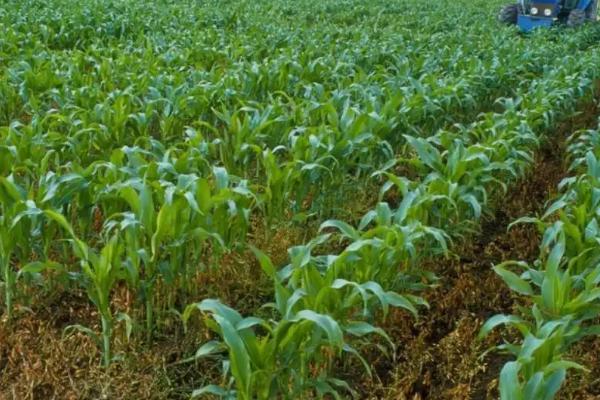 国丰988玉米种子特征特性，在适应区4月30日左右播种