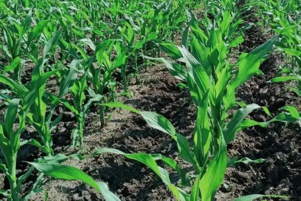 晟科玉2228玉米种子特点，在适应区4月30日左右播种