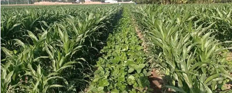 辽玉101玉米种子简介,该品种幼苗期第一叶鞘紫色