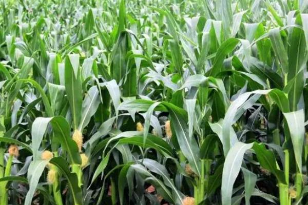 垦科玉55号玉米品种的特性，选择中等以上肥力地块