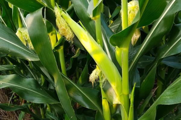 惠育918玉米品种的特性，种植密度不宜过大