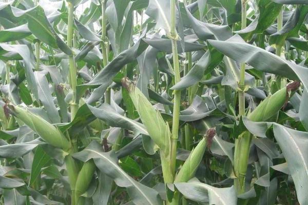 合玉44玉米种子介绍,该品种幼苗期第一叶鞘紫色