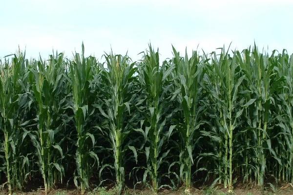 8611K玉米种子特征特性，种植密度不宜过大