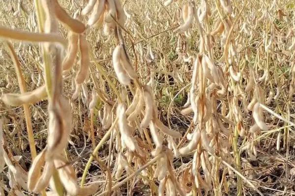 普豆5大豆种子特点,该品种为亚有限结荚习性