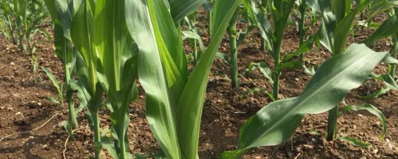 哈糯2027玉米品种简介，选择中等以上肥力地块种植