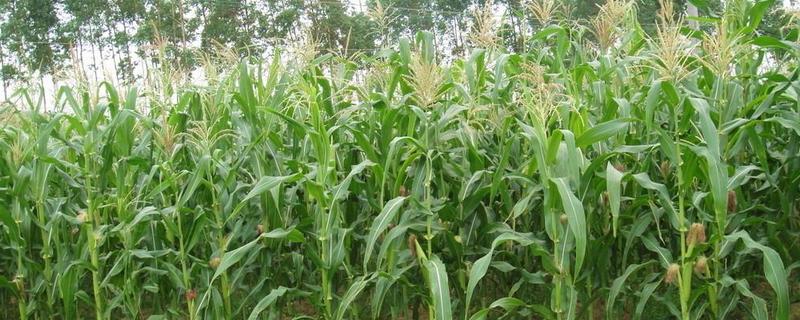 东农2001玉米品种的特性,种植密度不宜过大