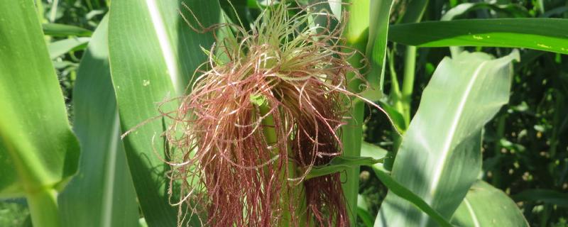 QF537玉米品种的特性，选择中等以上肥力地块