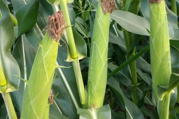 Z8686玉米品种简介，种植密度不宜过大